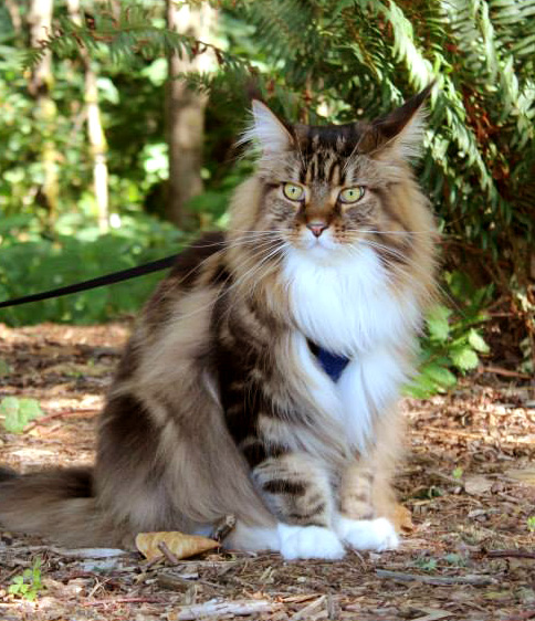 Photo Gallery | Stormytown Maine Coons